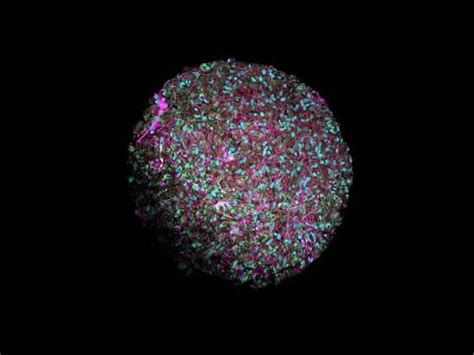 Organoid Intelligence A New Biocomputing Frontier Frontiers In