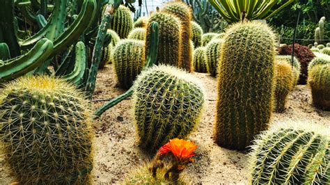 Jeju Island | A Guide to Hallim Park - LITTLE GREEN FIELD BOOK