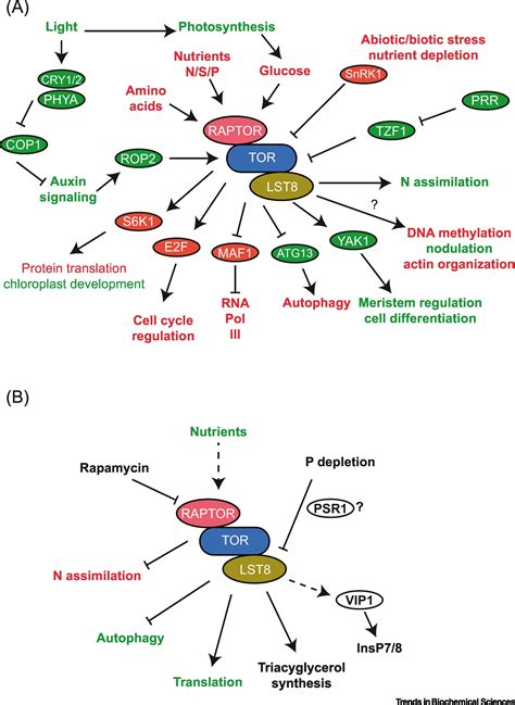 A Tour Of Tor Complex Signaling In Plants Trends In Biochemical Sciences