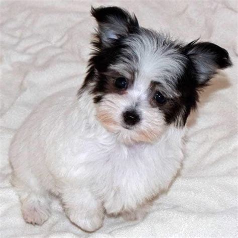 Malchi: A Maltese-Chihuahua Mixed-Breed Guide