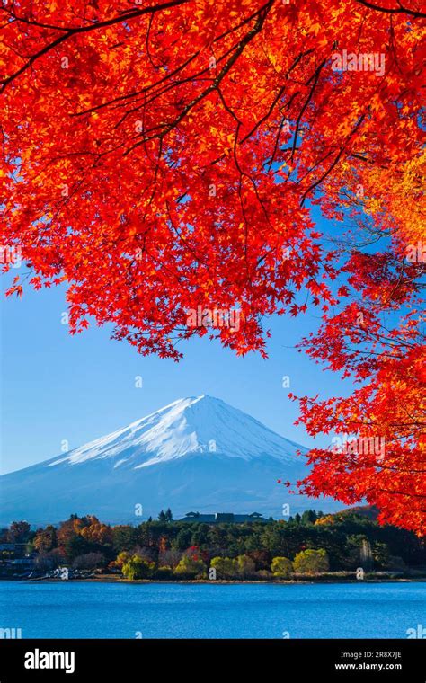 Autumn leaves of Lake Kawaguchi and Mt. Fuji Stock Photo - Alamy