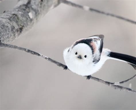 ぼく、シマエナガ。 On X 鳥の写真 可愛すぎる動物 ペットの鳥