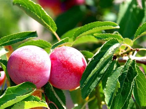 14 Dwarf Fruit Trees To Create A Mini Orchard On Your Patio Growing Fruit Growing Vegetables