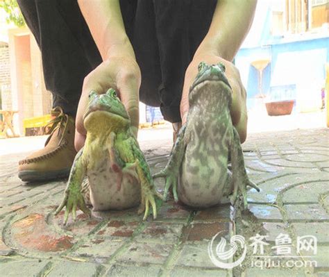 潍坊餐馆惊现五条腿青蛙 市民担心环境污染所致图牛蛙发育凤凰资讯