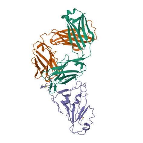 Rcsb Pdb 7wvl Structure Of P4a2 Fab In Complex With Spike Rbd From Sars Cov 2