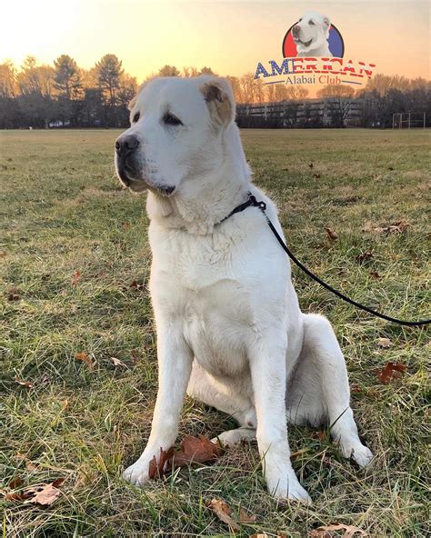 Alabai Central Asian Shepherd (@american_alabai_club) • Instagram photos and videos