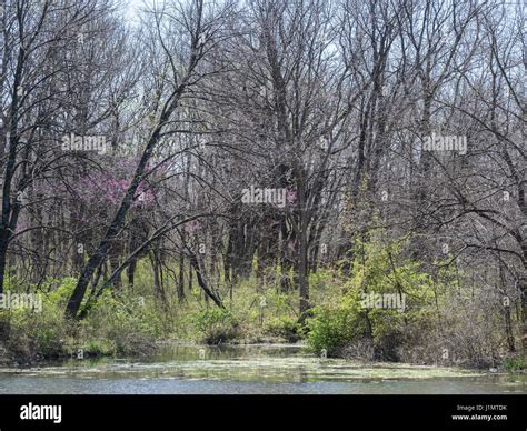 Trail around the lake, Watkins Mill State Park, Missouri Stock Photo ...