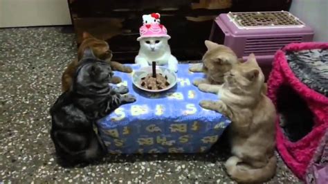 CumpleaÑos De Gatos El Mas Educado Youtube