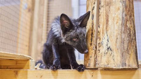 Puppy Silver Foxes in the Petting Zoo Stock Photo - Image of outside ...