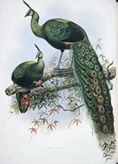 Green Peafowl Gallery Of Photo Prints And Gifts