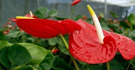 Plantas De Interior Con Flor Para Disfrutar En Casa Agrom Tica