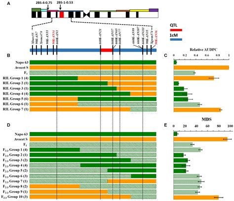 Frontiers Saturation Mapping Of A Major Effect Qtl For Stripe Rust