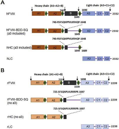 Schematic Representation Of The Fviii Constructs A Schematics Of