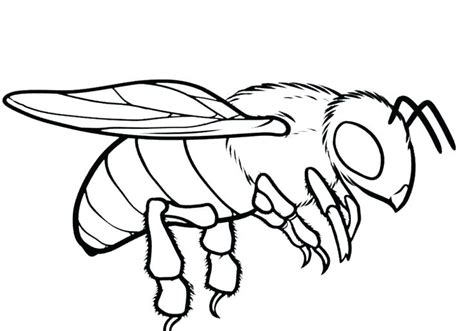 Bee Coloring Pages Printable At Getdrawings Free Download