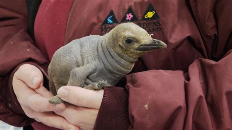 Adorable King Penguin Chick Hatched at Moody Gardens – Galveston Island ...