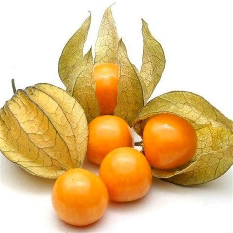 Giant Cape Gooseberry Seeds Planet Natural