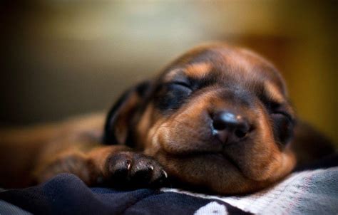 Sleeping Puppy Wallpapers - Top Free Sleeping Puppy Backgrounds ...