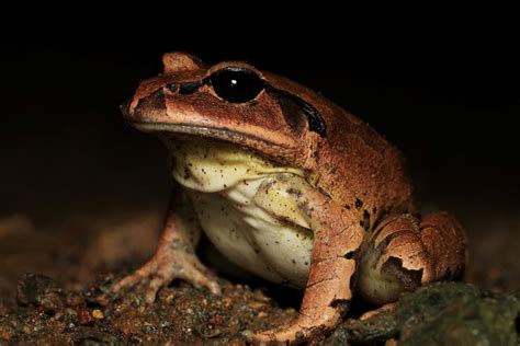 Great Barred Frog Mixophyes Fasciolatus Ausemade