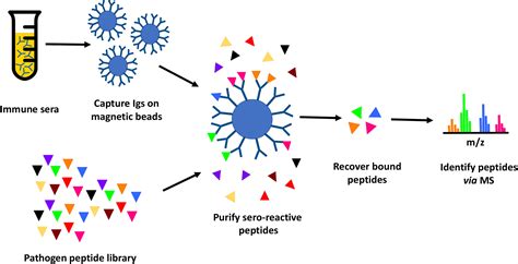 Frontiers Shotgun Immunoproteomic Approach For The Discovery Of