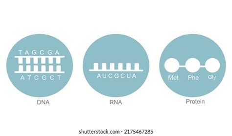 Ribonucleotide Images Stock Photos D Objects Vectors