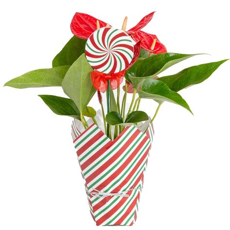 Costa Farms Live 12 Tall Anthurium Indoor Plant In Décor 20794236 Hsn