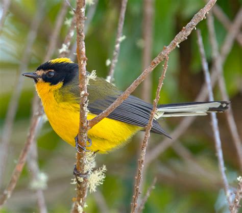 Yellow Crowned Redstart Beautiful Birds Animals Passerine Bird