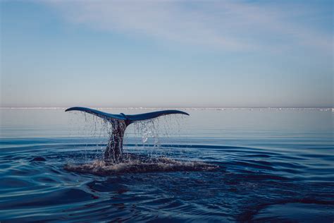 Free Images Sea Water Ocean Horizon Splash Humpback Whale Fin