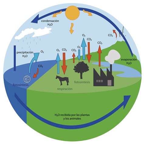 CICLOS BIOGEOQUIMICOS Flowchart