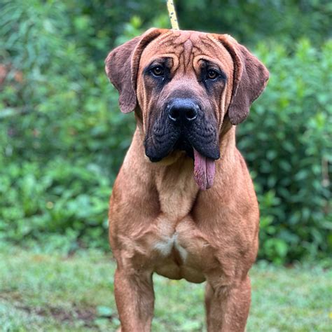 Purebred Male Boerboel (SA Mastiff) | Dogs & Puppies for Rehoming | Saint John | Kijiji