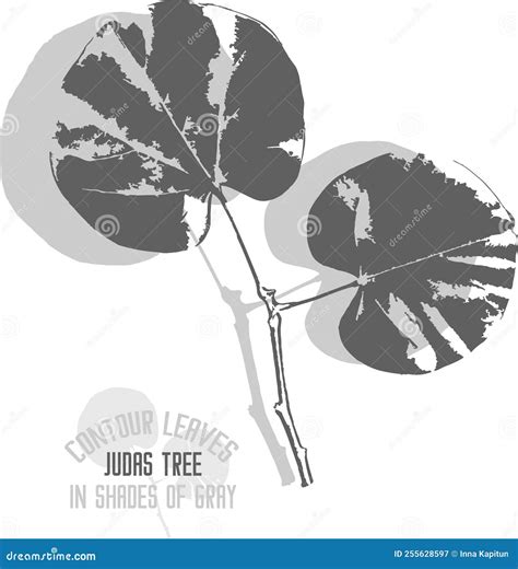 Judas Tree Leafs Pattern Vector Illustration Stock Vector