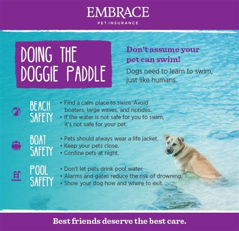 Teaching Your Canine Companion To Swim Safely Essential Water Safety Tips