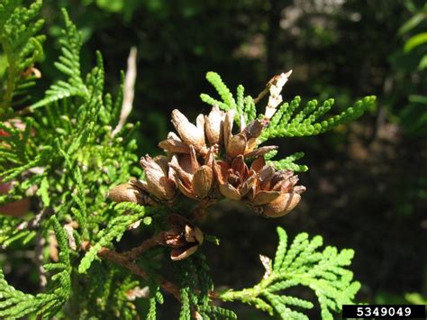 Eastern Arborvitae Thuja Occidentalis Pinales Cupressaceae