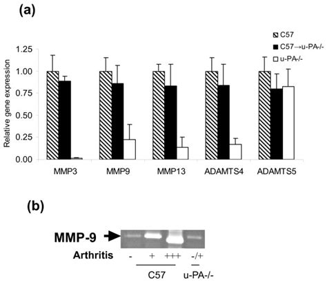 Matrix Metalloprotease And Aggrecanase Gene Expression And Mmp 9