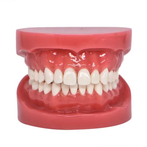 Pr Tese Dent Ria Dentes Modelo Jaw Standard Typodont Demonstra O Ensino