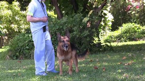 Aggressive German Shepherd destroys trainer - YouTube