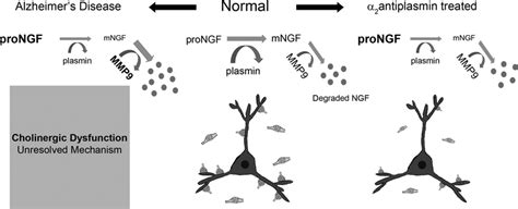 Schematic Representation Of NGF S Extracellular Metabolism As A