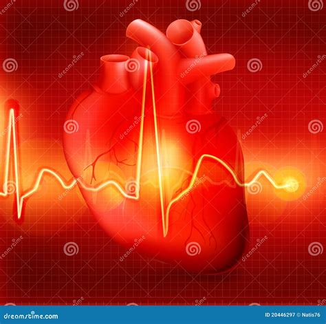 Heart Cardiogram Stock Vector Illustration Of Healthy 20446297