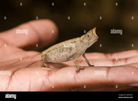 Pygmy Leaf Chameleon Brookesia Minima Madagascar Stock Photo Alamy