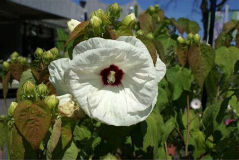 Hibiscus Old Yella New York Plants Hq