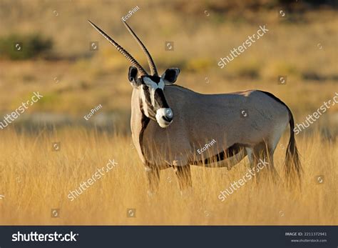 Gemsbok Oryx Oryx Gazella Images Stock Photos Vectors