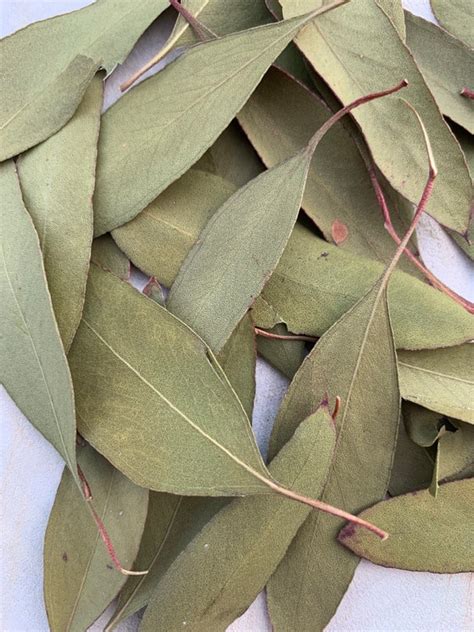 Dried Organic Eucalyptus Leaves Etsy