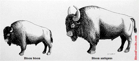 Old Bison Horns? - Fossil ID - The Fossil Forum