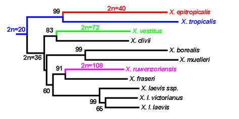 Phylogeny Of Xenopus