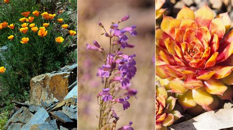 Xeriscaping plants: 10 climate-appropriate planting options | Homes ...