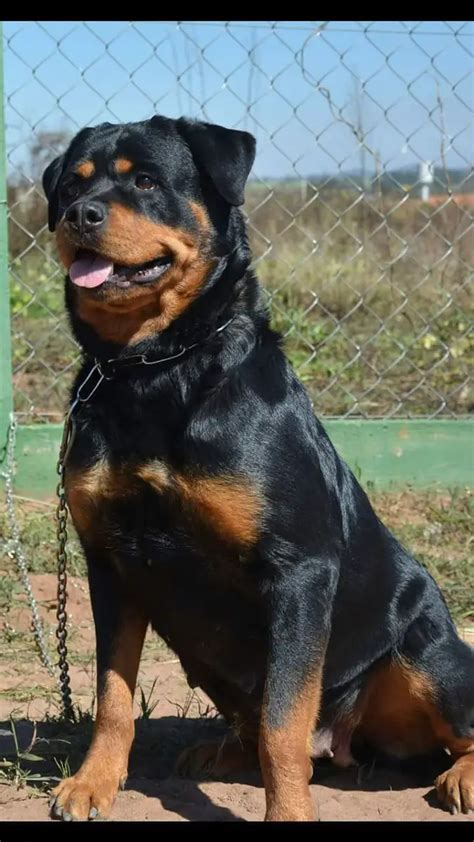 Aprender Sobre 86 Imagem Maior Rottweiler Do Mundo Br Thptnganamst