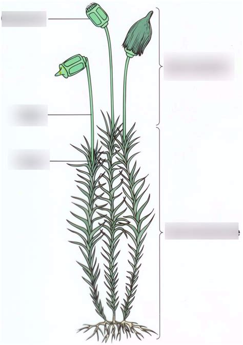 Bryophyte Structure Diagram Quizlet