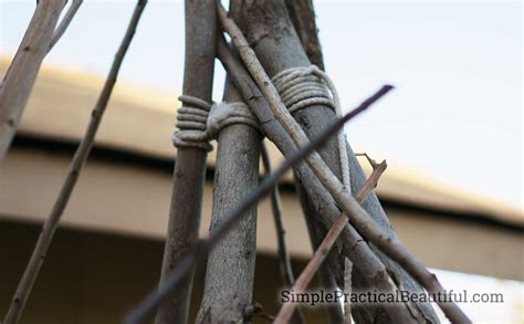 Growing A Green Bean Teepee Our Summer Project Simple Practical