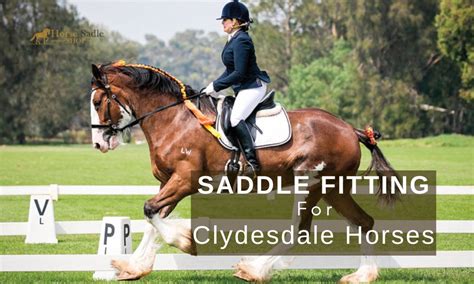 Saddle Fitting for Clydesdale Horses: What You Need to Know | Horse ...