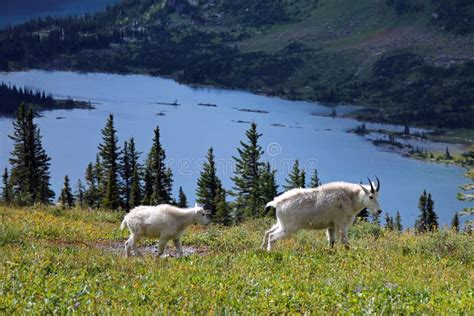 Mountain Goats in Glacier National Park Stock Image - Image of farm ...