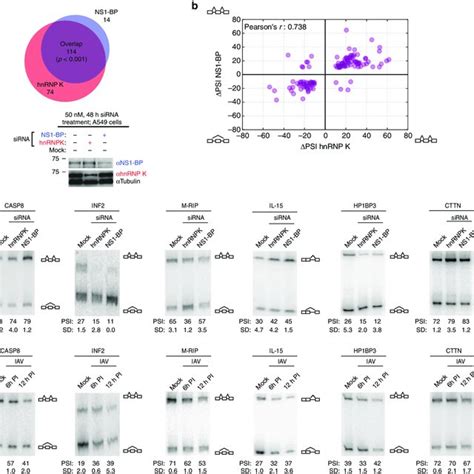 Hnrnp K And Ns1 Bp Binding Sites Differentially Regulate Iav Pr8 M